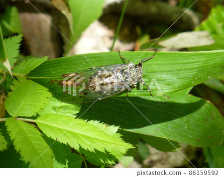 岩手縣安比高原的Haruzemi 86159592