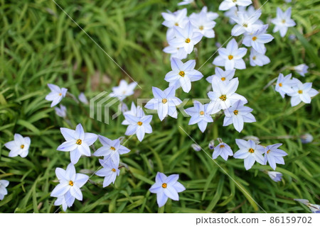 Spring wildflower Hananilla 86159702