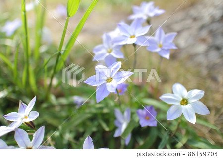 Spring wildflower Hananilla Spring wildflower Hananilla 86159703