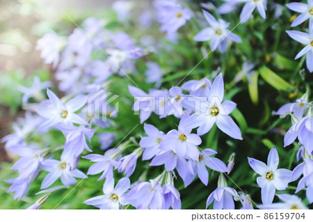 Spring wildflower Hananilla Spring wildflower Hananilla 86159704