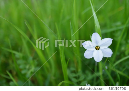 春天的野花 Hananilla 86159708
