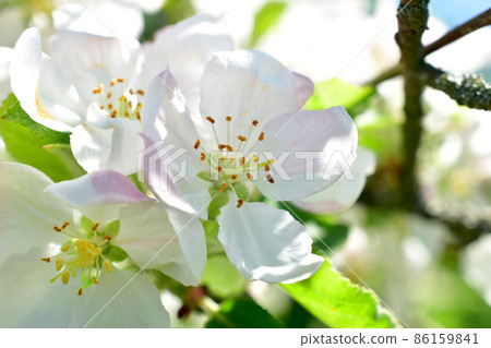 White-pink apple flower on a tree branch. White-pink apple flower on a tree branch. 86159841