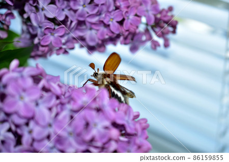 The cockchafer spreads its wings while sitting on a lilac branch. 86159855