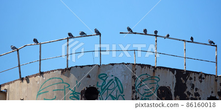 Pigeons resting on an old shipwreck in Lanzarote 86160018