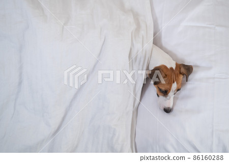 Jack Russell Terrier dog lies in bed under the covers. The pet sleeps in the bedroom. Jack Russell Terrier dog lies in bed under the covers. The pet sleeps in the bedroom. 86160288