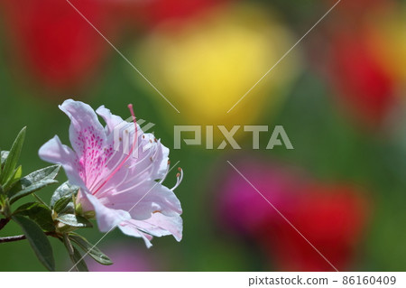 Blooming passion flower 86160409