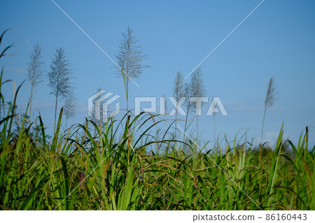 奄美大島北部盛開的甘蔗花 86160443