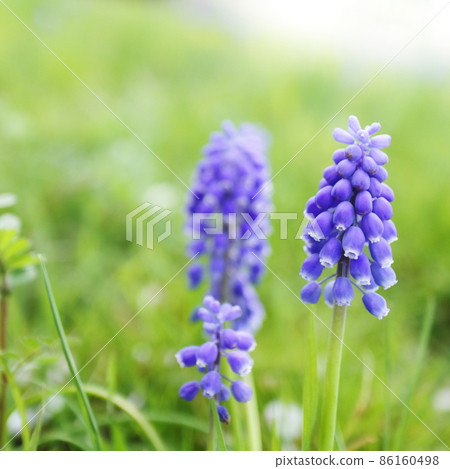 春天的野花穆斯卡里 86160498