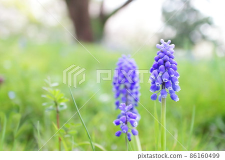 春天的野花穆斯卡里 86160499