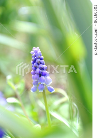 Spring wildflower Muscari 86160503