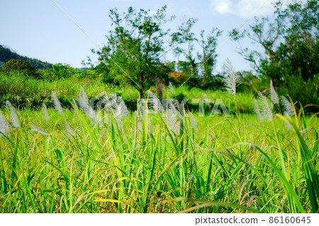 Amami Oshima where sugar cane flowers bloom Amami Oshima where sugar cane flowers bloom 86160645