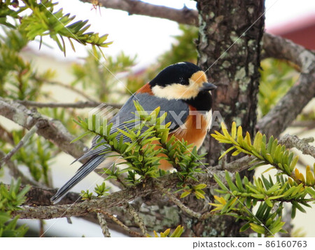 Varied tit on a yew tree Varied tit on a yew tree 86160763