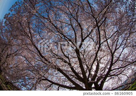 Big cherry tree Big cherry tree 86160905