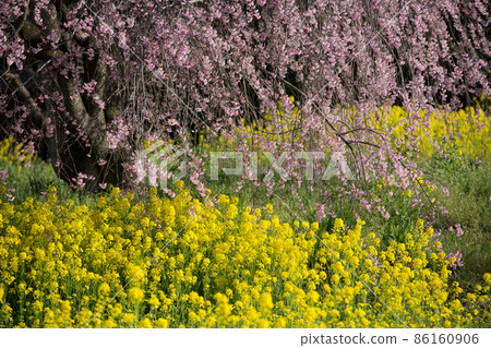 Weeping cherry blossoms and rape blossoms with beautiful contrast Weeping cherry blossoms and rape blossoms with beautiful contrast 86160906