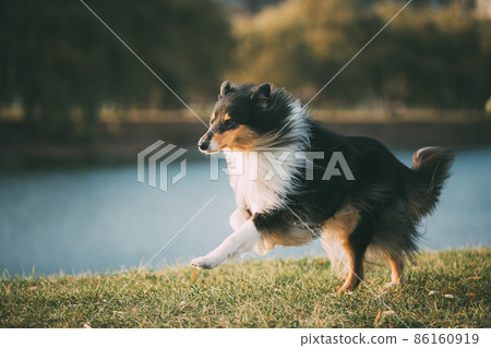 Tricolor Rough Collie, Funny Scottish Collie, Long-haired Collie, English Collie, Lassie Dog Running Outdoors In Autumn Tricolor Rough Collie, Funny Scottish Collie, Long-haired Collie, English Collie, Lassie Dog Running Outdoors In Autumn 86160919