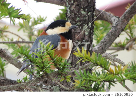 Varied tit on a yew tree 86160930