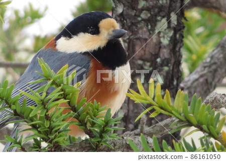 Varied tit on a yew tree Varied tit on a yew tree 86161050