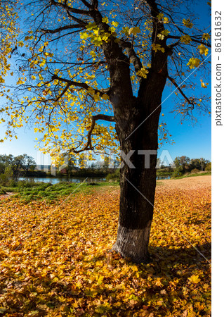 A layer of fallen autumn leaves under a maple tree, bright golden autumn in the park, vertical view A layer of fallen autumn leaves under a maple tree, bright golden autumn in the park, vertical view 86161632