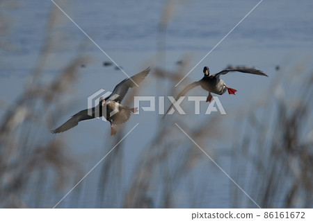 Wild bird winter duck in Lake Teganuma Wild bird winter duck in Lake Teganuma 86161672