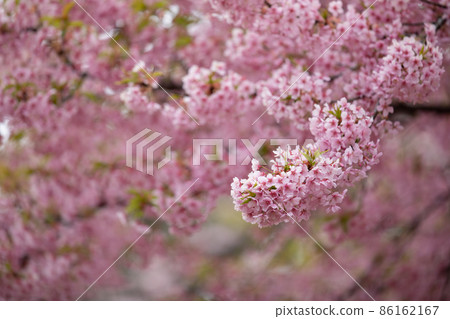 Cherry blossom trees in full bloom Cherry blossom trees in full bloom 86162167