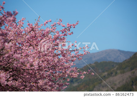 Kawazu cherry tree and mountain Kawazu cherry tree and mountain 86162473