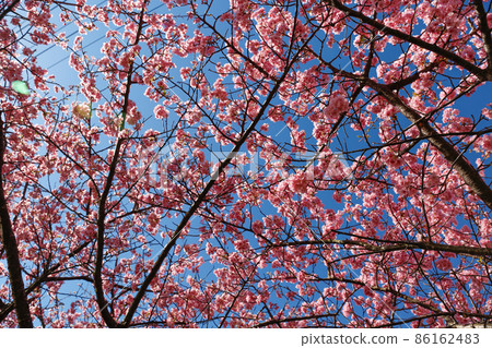 Kawazu cherry blossoms covering the sky Kawazu cherry blossoms covering the sky 86162483