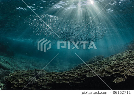 A horde of silver-stripe round herrings swimming around a coral reef in a shining glow A horde of silver-stripe round herrings swimming around a coral reef in a shining glow 86162711