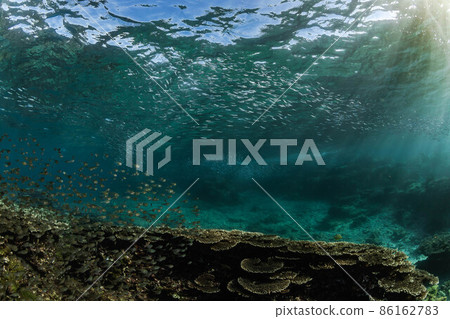 一群銀條圓鯡魚在蔚藍的海水中圍繞珊瑚礁游動 86162783