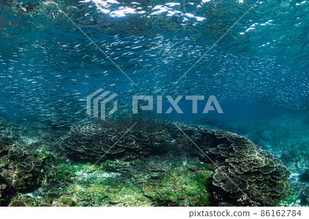 一群銀條圓鯡魚在蔚藍的海水中圍繞珊瑚礁游動 一群銀條圓鯡魚在蔚藍的海水中圍繞珊瑚礁游動 86162784