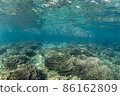 A horde of silver-stripe round herrings swimming comfortably around a coral reef 86162809