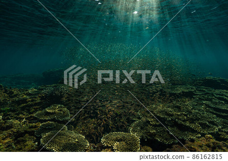 幼魚在珊瑚礁周圍舒適地游泳 幼魚在珊瑚礁周圍舒適地游泳 86162815