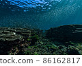 A horde of silver-stripe round herrings swimming around a coral reef 86162817