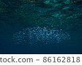 A horde of silver-stripe round herrings swimming in the blue sea 86162818
