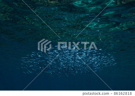 A horde of silver-stripe round herrings swimming in the blue sea 86162818