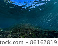 A horde of silver-stripe round herrings swimming around a coral reef 86162819