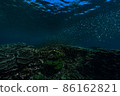 A horde of silver-stripe round herrings swimming around a coral reef 86162821