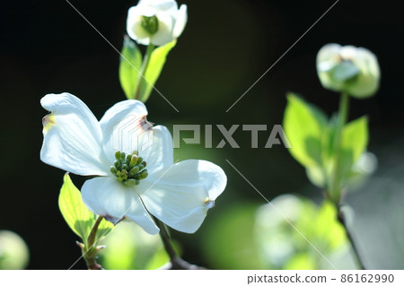 來自美國的禮物 86162990