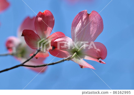 來自美國的禮物 86162995