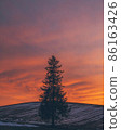 Christmas tree tree sunset 86163426