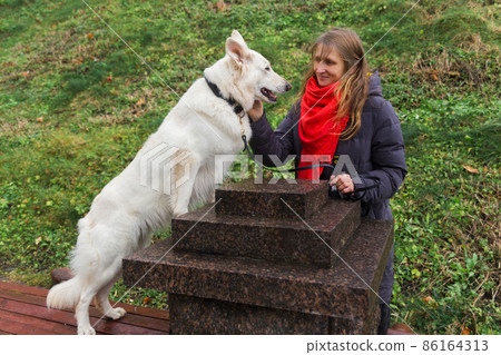 Adorable young White Swiss shepherd dog with its owner 86164313