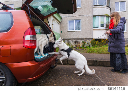 Trained White Swiss Shepherd dog jumping inside the rear trunk of the car 86164316