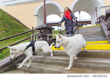 A woman is training her two cute dogs White Swiss Shepherds 86164332