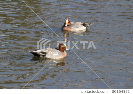 A male wigeon swimming in the Motoara River in Hasuda City, Saitama Prefecture in winter A male wigeon swimming in the Motoara River in Hasuda City, Saitama Prefecture in winter 86164551