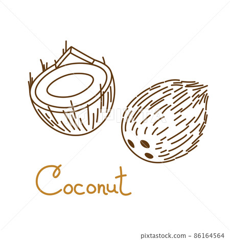Coconut, coco, cocoanut, cokernut hand drawn graphics element for packaging design of nuts or snack. Vector illustration in line art style 86164564