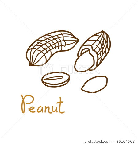 Peanut, groundnut hand drawn graphics element for packaging design of nuts and seeds or snack. Vector illustration in line art style 86164568