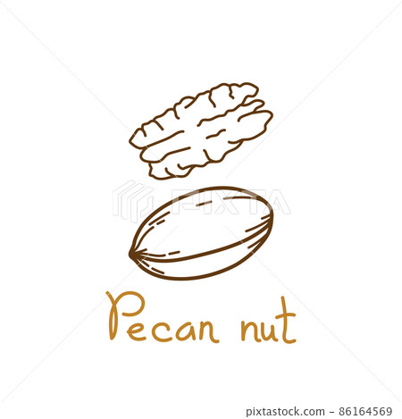 Pecan nut hand drawn graphics element for packaging design of nuts and seeds or snack. Vector illustration in line art style Pecan nut hand drawn graphics element for packaging design of nuts and seeds or snack. Vector illustration in line art style 86164569