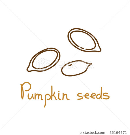 Pumpkin seeds hand drawn graphics element for packaging design of seeds or snack. Vector illustration in line art style Pumpkin seeds hand drawn graphics element for packaging design of seeds or snack. Vector illustration in line art style 86164571