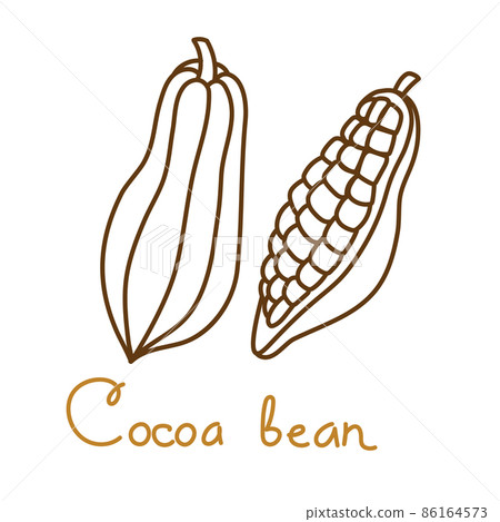 Cacao bean hand drawn graphics element for packaging design of drink or snack. Vector illustration in line art style Cacao bean hand drawn graphics element for packaging design of drink or snack. Vector illustration in line art style 86164573