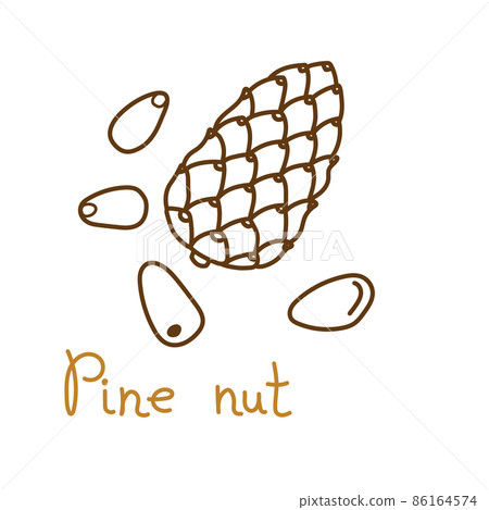 Pine or cedar nut hand drawn graphics element for packaging design of nuts and seeds or snack. Vector illustration in line art style 86164574