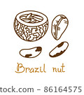 Brazil nut hand drawn graphics element for packaging design of nuts and seeds or snack. Vector illustration in line art style 86164575